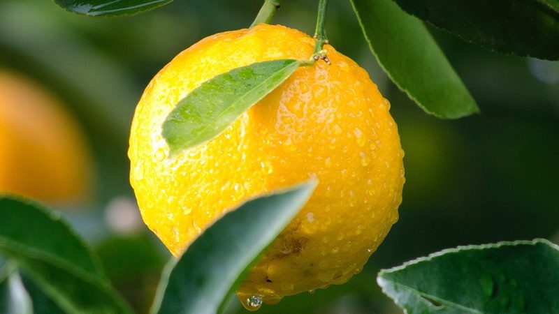 细胞工厂：如何挑选合适的品牌与参数？**